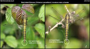 Attēlu rezultāti vaicājumam “Orthetrum cancellatum male”