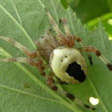Attēlu rezultāti vaicājumam “Araneus marmoreus”