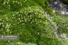 Attēlu rezultāti vaicājumam “Grimmia pulvinata”