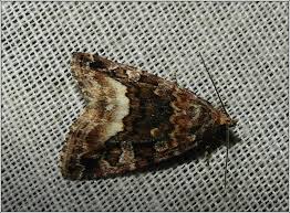 Attēlu rezultāti vaicājumam “Protodeltote pygarga”