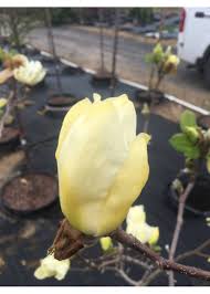 Attēlu rezultāti vaicājumam “Magnolia acuminata bud”