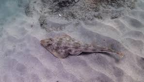 Image result for Pseudobatos lentiginosus