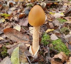 Attēlu rezultāti vaicājumam “Amanita crocea”