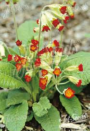 Image result for Primula veris