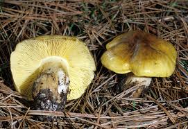 Attēlu rezultāti vaicājumam “Tricholoma flavovirens”