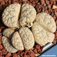 Attēlu rezultāti vaicājumam “Stemonitopsis hyperopta var. landewaldii”