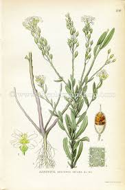 Attēlu rezultāti vaicājumam “Berteroa incana flower”