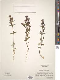 Attēlu rezultāti vaicājumam “Gentianella campestris”