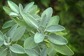 Image result for Salvie