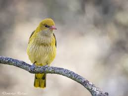 Attēlu rezultāti vaicājumam “Oriolus oriolus male”