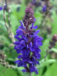 Attēlu rezultāti vaicājumam “Salvia nemorosa flower”