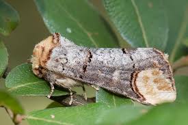 Attēlu rezultāti vaicājumam “Phalera bucephala”