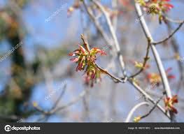 Attēlu rezultāti vaicājumam “Acer saccharinum fruit”