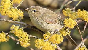 Attēlu rezultāti vaicājumam “Phylloscopus trochilus”