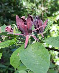 Attēlu rezultāti vaicājumam “Calycanthus floridus”