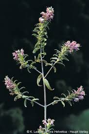 Attēlu rezultāti vaicājumam “Odontites vulgaris”