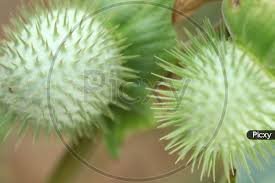 Attēlu rezultāti vaicājumam “Datura stramonium fruit”