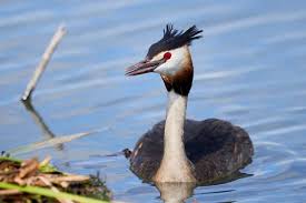 Attēlu rezultāti vaicājumam “Podiceps cristatus nest”