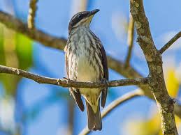 Attēlu rezultāti vaicājumam “Rhabdomiris striatellus imago”