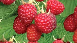 Attēlu rezultāti vaicājumam “Rubus idaeus fruit”
