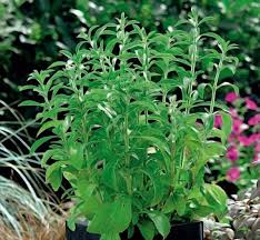 Image result for Stevia rebaudiana