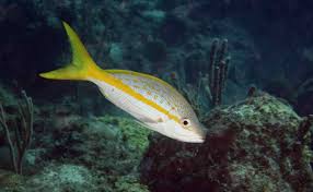 Image result for Ocyurus chrysurus