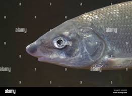 Image result for Coregonus oxyrinchus