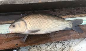 Image result for Ictiobus niger