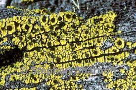 Attēlu rezultāti vaicājumam “Calicium adspersum”