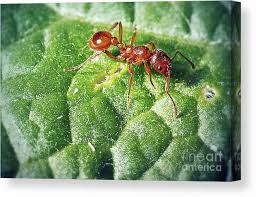 Attēlu rezultāti vaicājumam “Myrmica rubra”