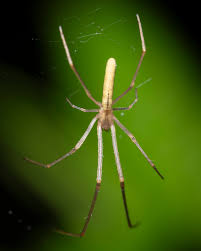 Attēlu rezultāti vaicājumam “Tetragnathidae”
