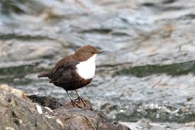 Attēlu rezultāti vaicājumam “Cinclus cinclus adult”