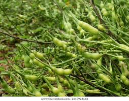 Attēlu rezultāti vaicājumam “Raphanus raphanistrum fruit”