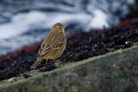 Image result for Anthus petrosus