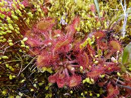 Attēlu rezultāti vaicājumam “Drosera rotundifolia flower”