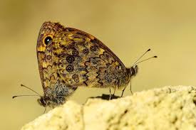 Attēlu rezultāti vaicājumam “Lasiommata megera”