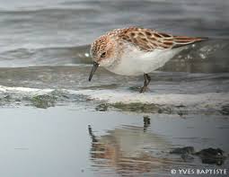 Attēlu rezultāti vaicājumam “Calidris alba adult”