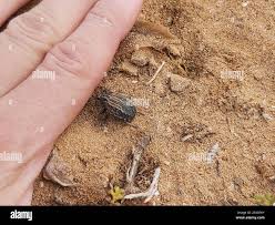 Image result for Brachycerus undatus