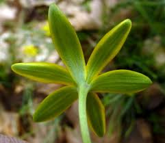 Attēlu rezultāti vaicājumam “Gagea pratensis flower”