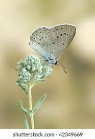 Attēlu rezultāti vaicājumam “Maculinea teleius underside”