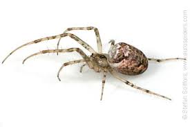 Attēlu rezultāti vaicājumam “Metellina segmentata”