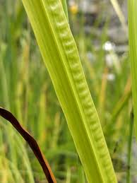 Attēlu rezultāti vaicājumam “Acorus calamus”