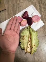 Attēlu rezultāti vaicājumam “Phragmites communis fruit”