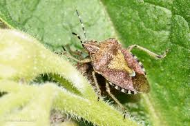 Attēlu rezultāti vaicājumam “Dolycoris baccarum”