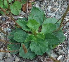 Attēlu rezultāti vaicājumam “Plantago major subsp. intermedia leaf”