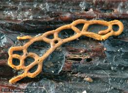 Attēlu rezultāti vaicājumam “Hemitrichia serpula macro”