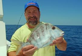 Image result for Calamus nodosus