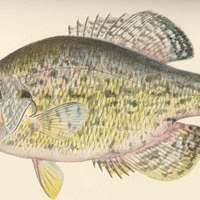 Image result for Pomoxis annularis