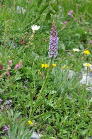 Attēlu rezultāti vaicājumam “Gymnadenia conopsea flower”