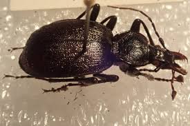 Attēlu rezultāti vaicājumam “Cychrus caraboides”